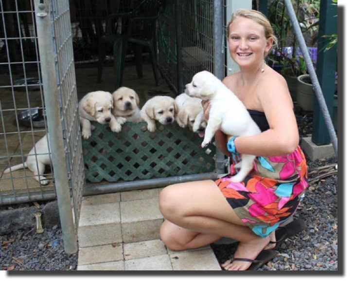 Too Cute Lab Puppies!