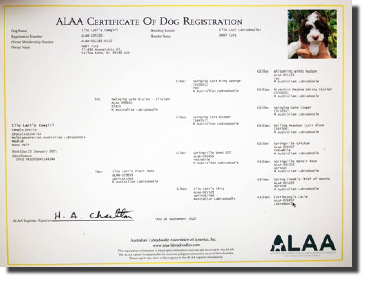 Cowgirl's Pedigree ALAA#109720