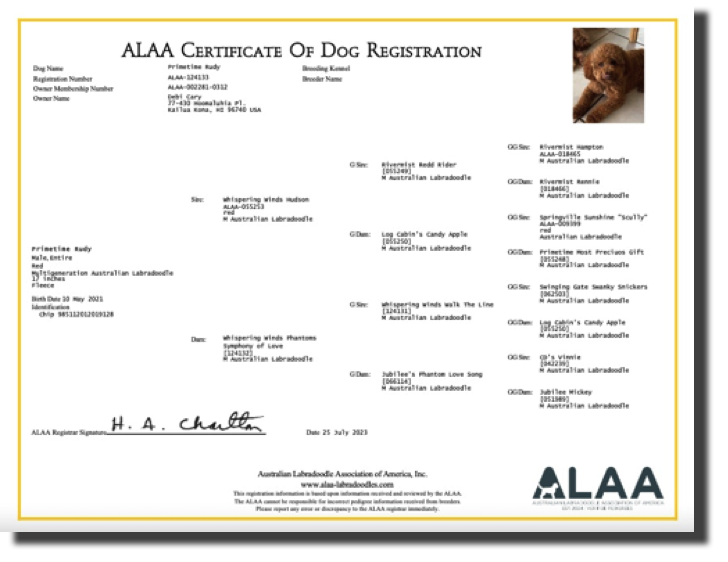 Rudy's Pedigree ALAA#124133